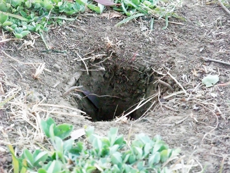 Burrow of a mole