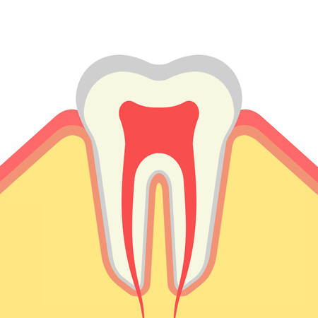 Structure of the toothの写真素材
