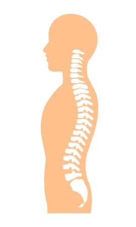 The structure of the backbone.の写真素材