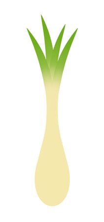 Shallotの写真素材