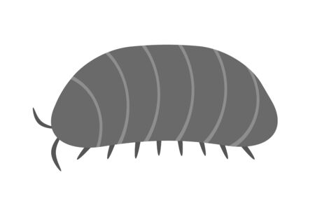 Dung beetleの写真素材
