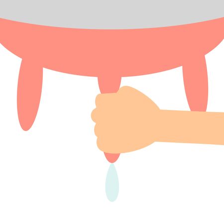 Milk of a cow is squeezed.の写真素材