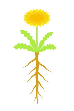 Dandelionの写真素材