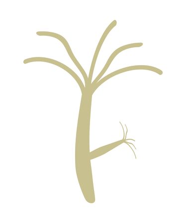 Hydraの写真素材