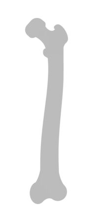 The shape of the thighbone