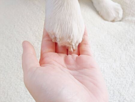 Dog's paw is on hand