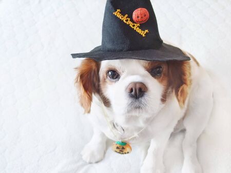 A dog dressed up as a wizardの写真素材