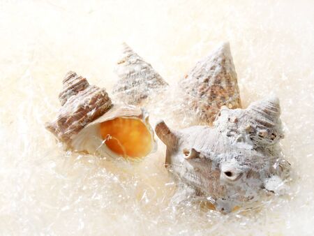 Shellfish such as turban shell