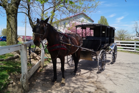 Amish horse and buggy in springの写真素材