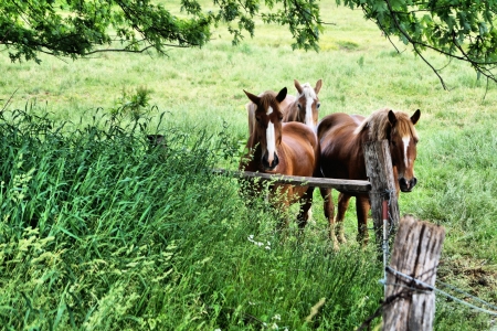 Draft horses standing in pasture looking at you の写真素材