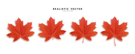 Set of autumn maple leaves, isolated on white background. Fall Foliage realistic design.のイラスト素材