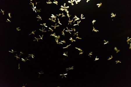 Bajan termed Rain Flies circle around a source of light.の素材