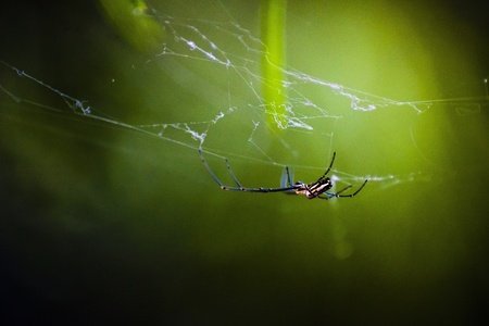 Spider crawls on a webの素材