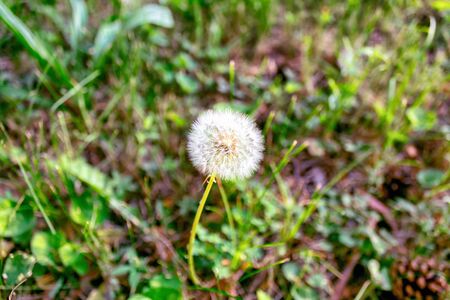 Dandelion on background of green grassの写真素材