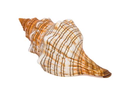 Beautiful shell isolated on white