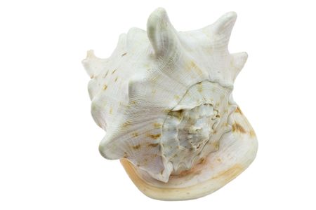A beautiful bowl of a sea essence, the fantastic form, a white background