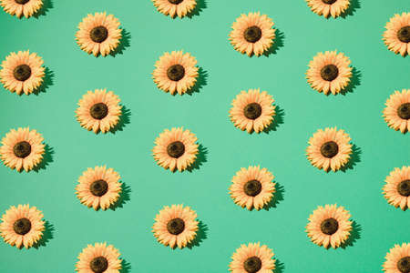 Sunflower on green background. Minimal pattern.の写真素材