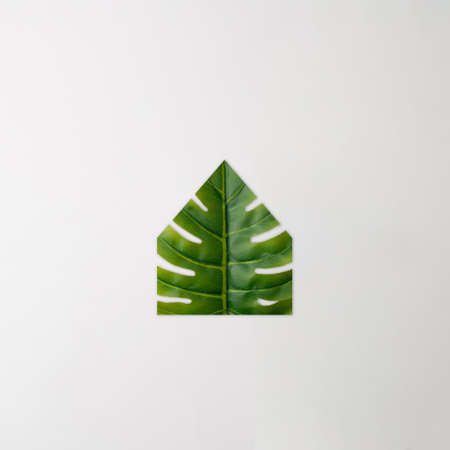 Green philadendron leaf in the shape of a house on a white background. Minimal.