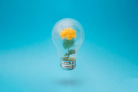 Yellow flower with green leaves in the bulb. Blue background.の写真素材