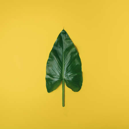 Abstract green palm leaf texture. Yellow background. Flat lay. Minimal.