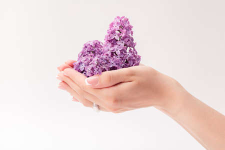 Beautiful female hands hold a purple lilac.の写真素材