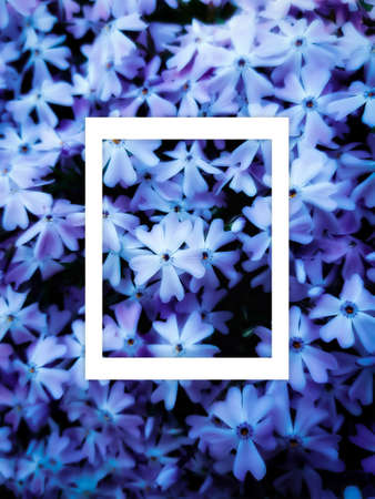 A bunch of dark blue flowers with a white frame. Copy space.の写真素材