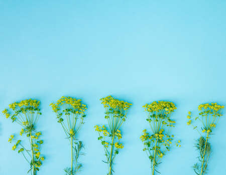 Little Yellow rape flower on a blue background.の写真素材