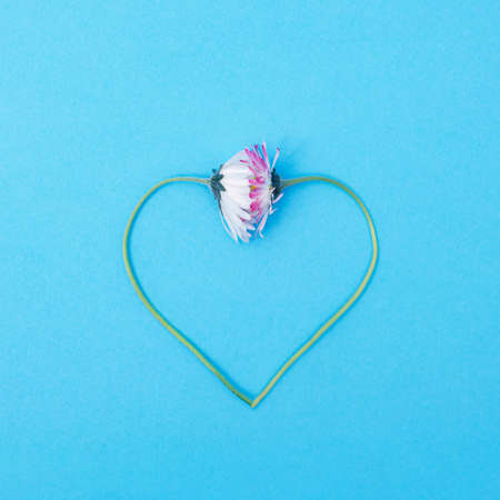 Two chamomile flowers heart shaped . Blue background. Minimal design.