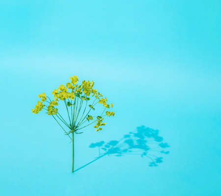Little yellow rape flower standing on a blue background.