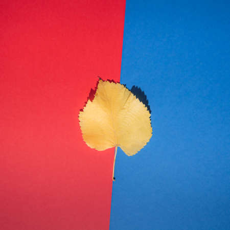 Yellow fallen leave. Autumn on a red and blue pastel background.の写真素材