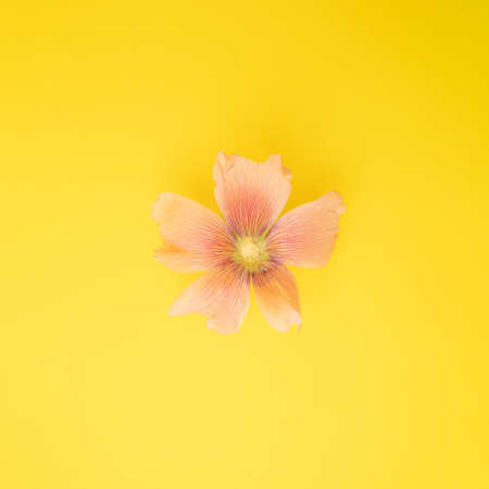 Metal key on a pink background. Pattern. Copy space.の写真素材