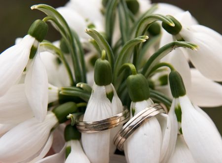 Wedding Rings on Snowdropsの写真素材