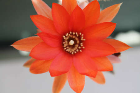 red flowerの写真素材