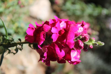 purple flowerの写真素材