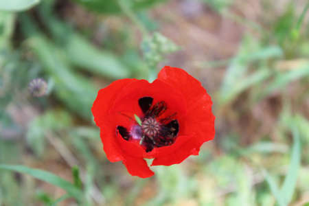 red flowerの写真素材