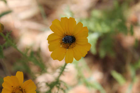 yellow flower harboring and insectの写真素材