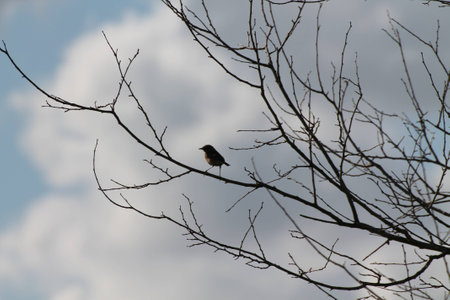 bird on a treeの写真素材
