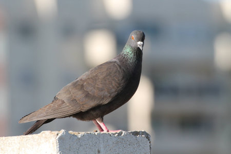 pigeonの写真素材