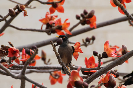 birds in the cityの写真素材