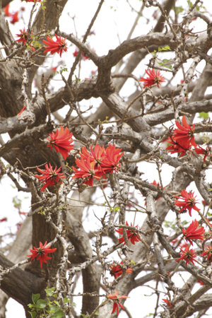 a tree with red flowersの写真素材