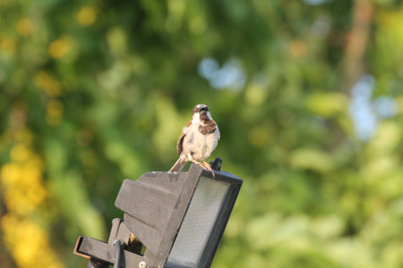 house sparrowの写真素材