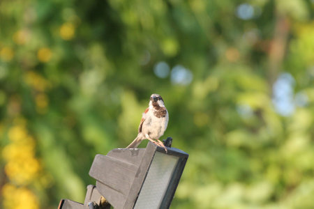 house sparrowの写真素材