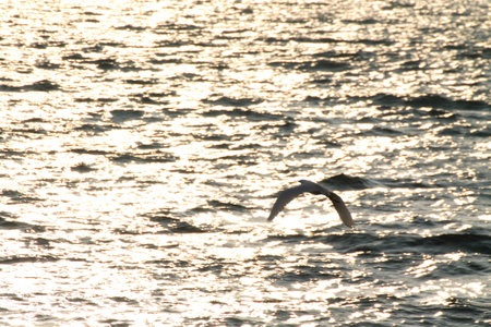 sun setの写真素材