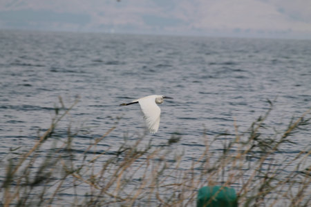 white birdの写真素材
