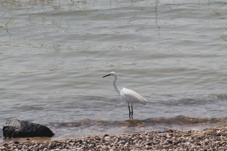 egretta garzettaの写真素材