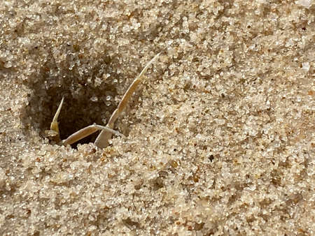 A crab getting out of his tunnel in the sea shore of south Israelの写真素材