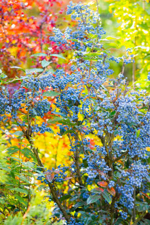 Mahonia aquifolium (Oregon-grape or Oregon grape) ripen on the branches. Plant in family Berberidaceae. Blue berries on a bushの写真素材