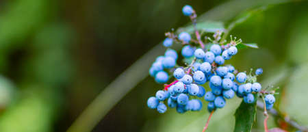 Mahonia aquifolium (Oregon-grape or Oregon grape) ripen on the branches. Plant in family...