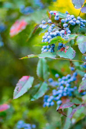Mahonia aquifolium (Oregon-grape or Oregon grape) ripen on the branches. Plant in family Berberidaceae. Blue berries on a bushの写真素材
