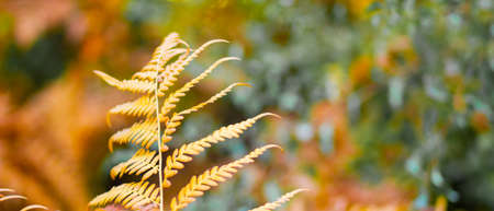 Yellowed fern leaf on a blurred background. Dry fern leaf in the forest. Autumn tropical background....